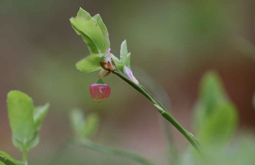 Blaubeer-Blüte