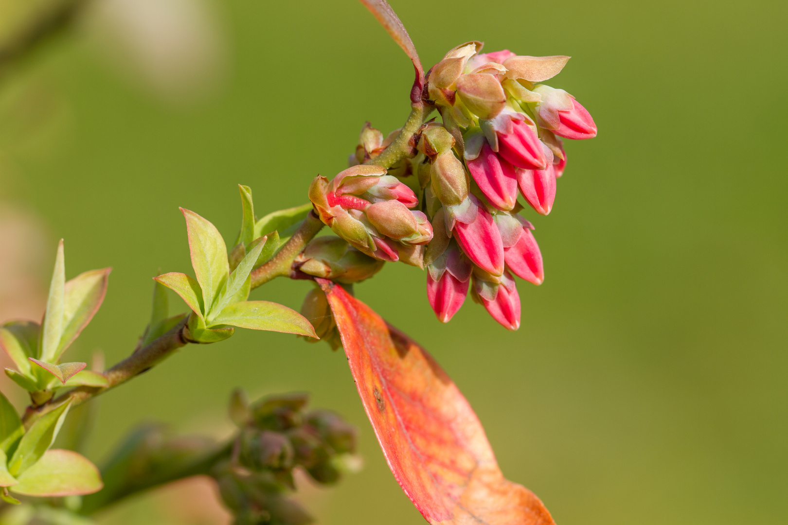 Blaubeerblüte