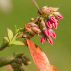 Blaubeerblüte