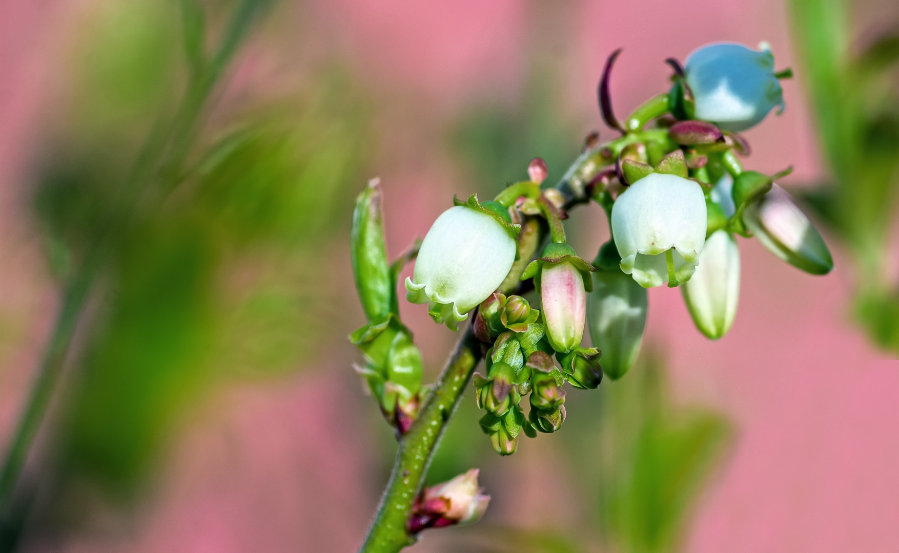 Blaubeerblüten