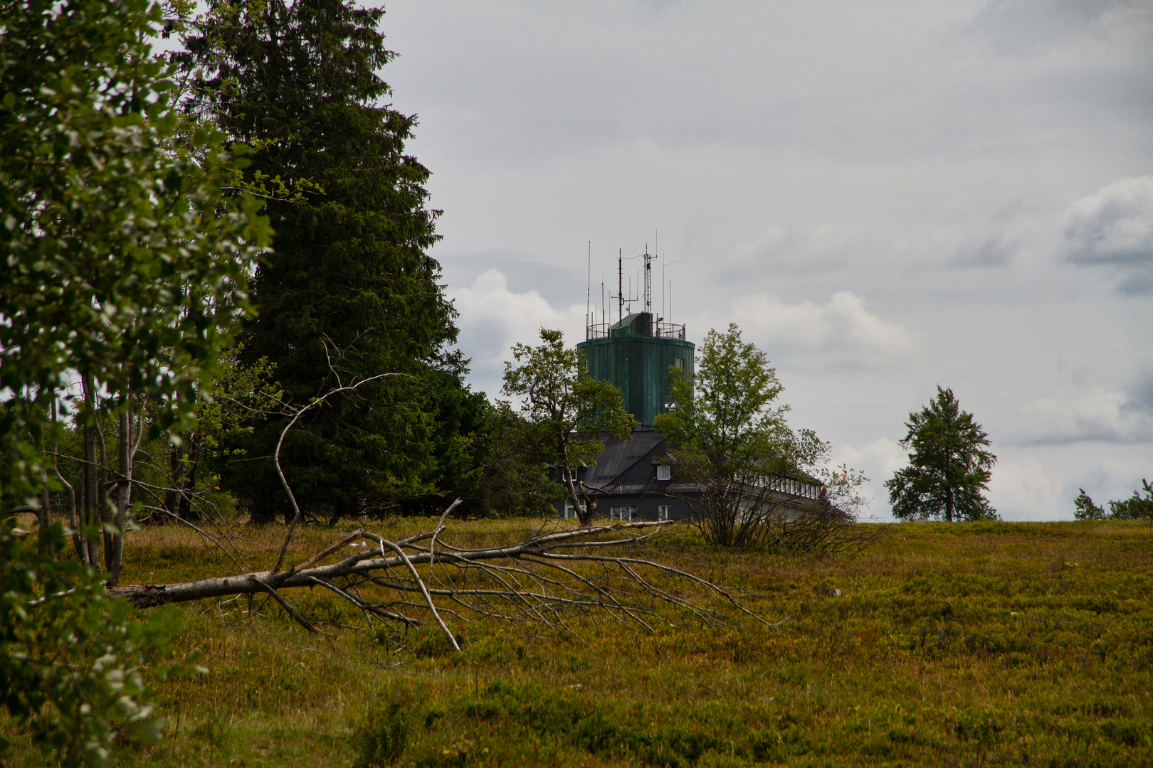 Blaubeerbüsche auf dem Kahlen Asten