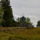 Blaubeerbüsche auf dem Kahlen Asten