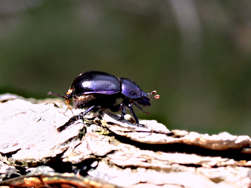 Blaubeere