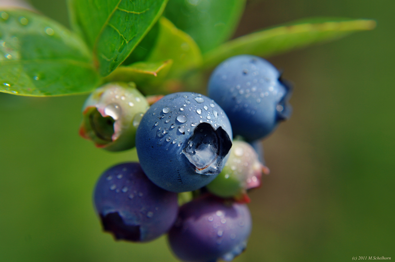 Blaubeere Foto & Bild naturmakros, naturkreativ, aufnahmetechniken