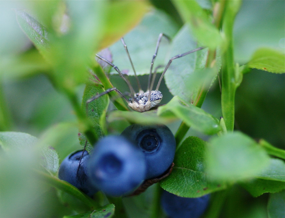 Blaubeere in Deckung