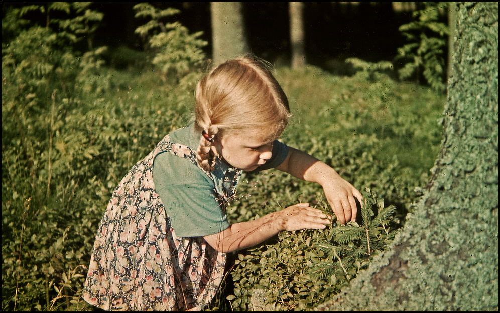 Blaubeere ~ über 70 Jahre alt!