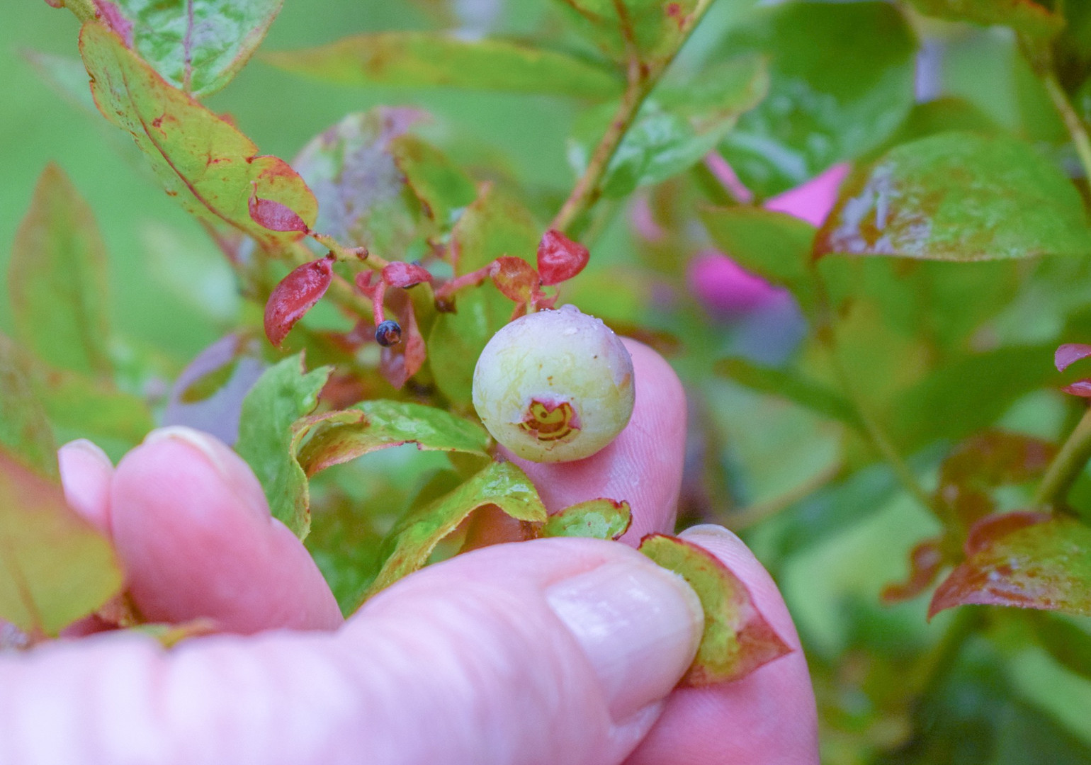 Blaubeeren