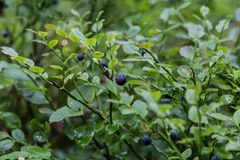 Blaubeeren