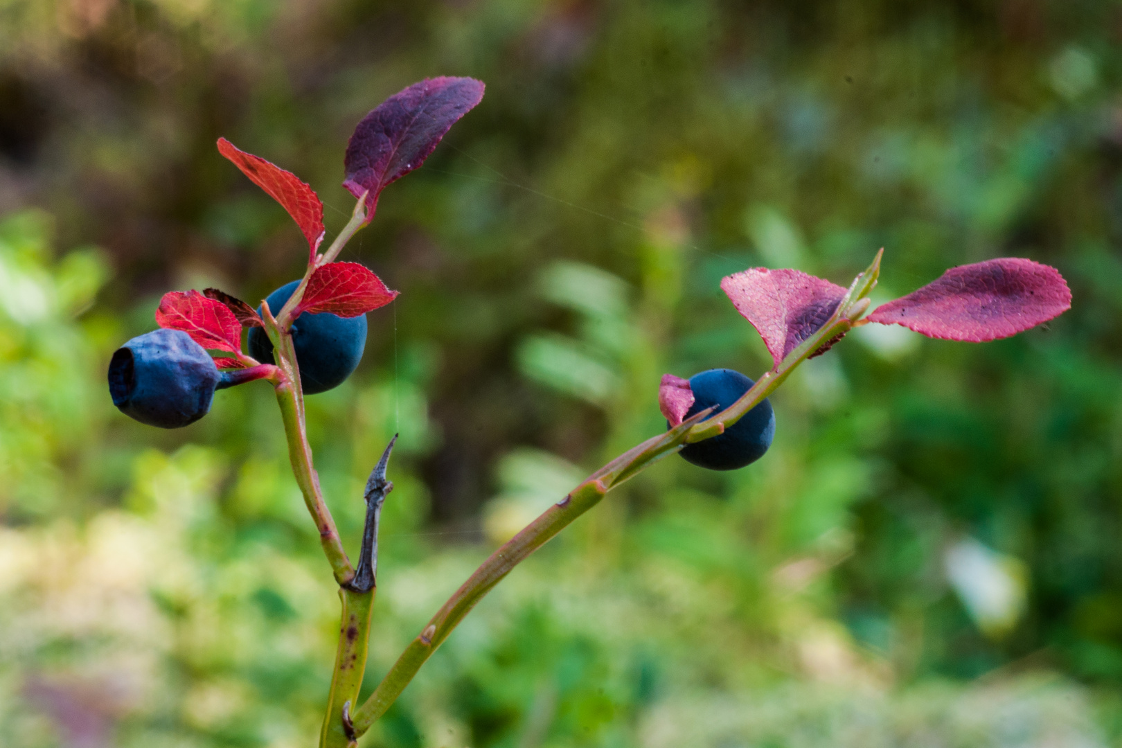 Blaubeeren