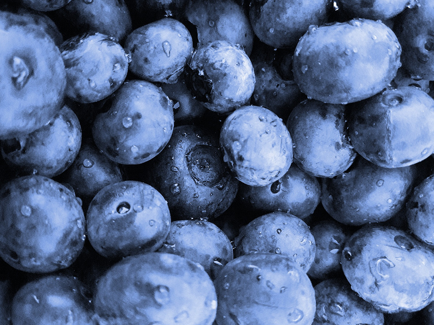 Blaubeeren 