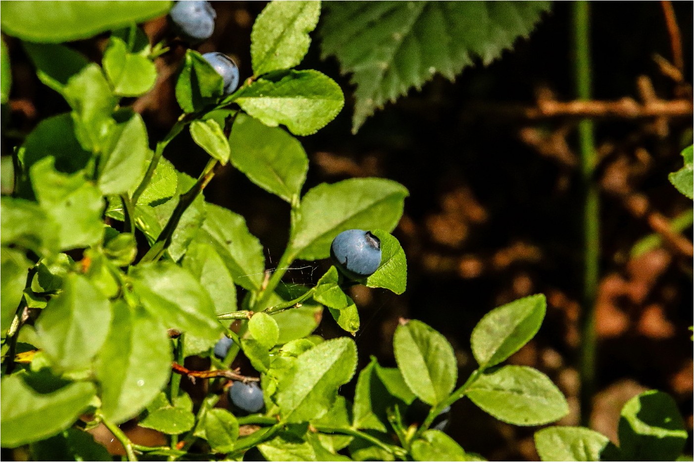 Blaubeeren 