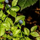 Blaubeeren 