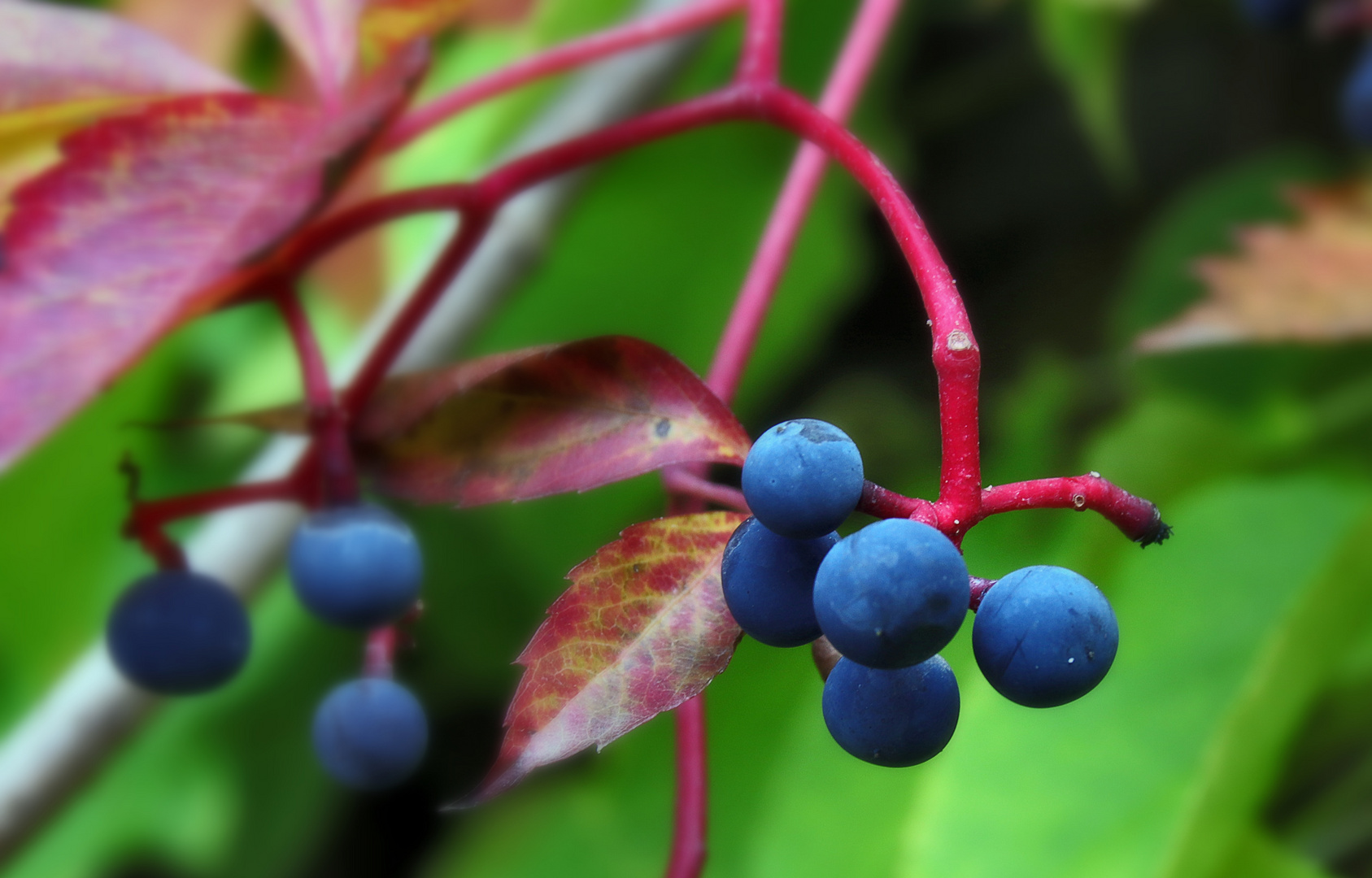 Blaubeeren...