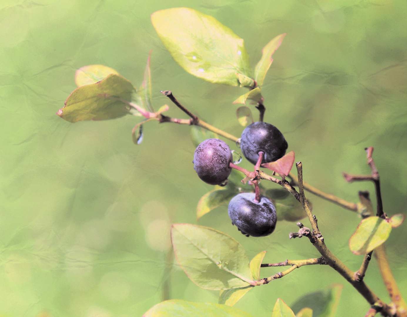 Blaubeeren