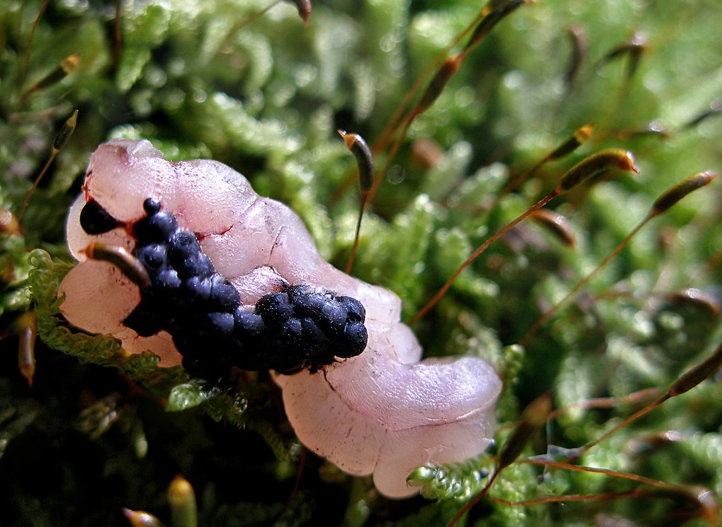 Blaubeeren auf Himbeersorbet