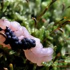 Blaubeeren auf Himbeersorbet