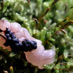 Blaubeeren auf Himbeersorbet