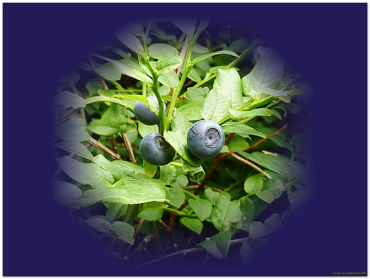 Blaubeeren, aus der Natur !