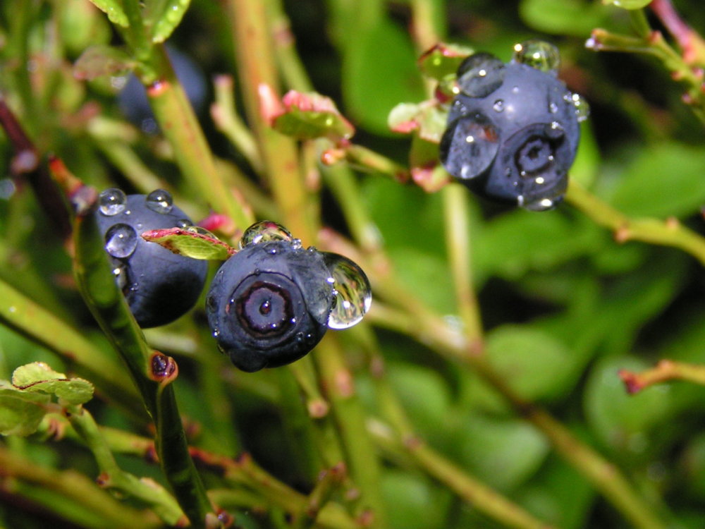 Blaubeeren