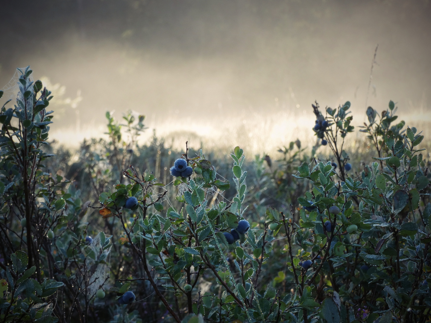 Blaubeeren im Morgenlicht. 