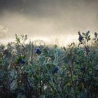 Blaubeeren im Morgenlicht. 