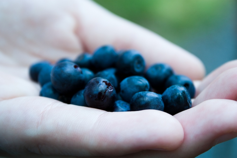 Blaubeeren in Schweden