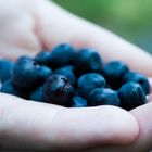 Blaubeeren in Schweden