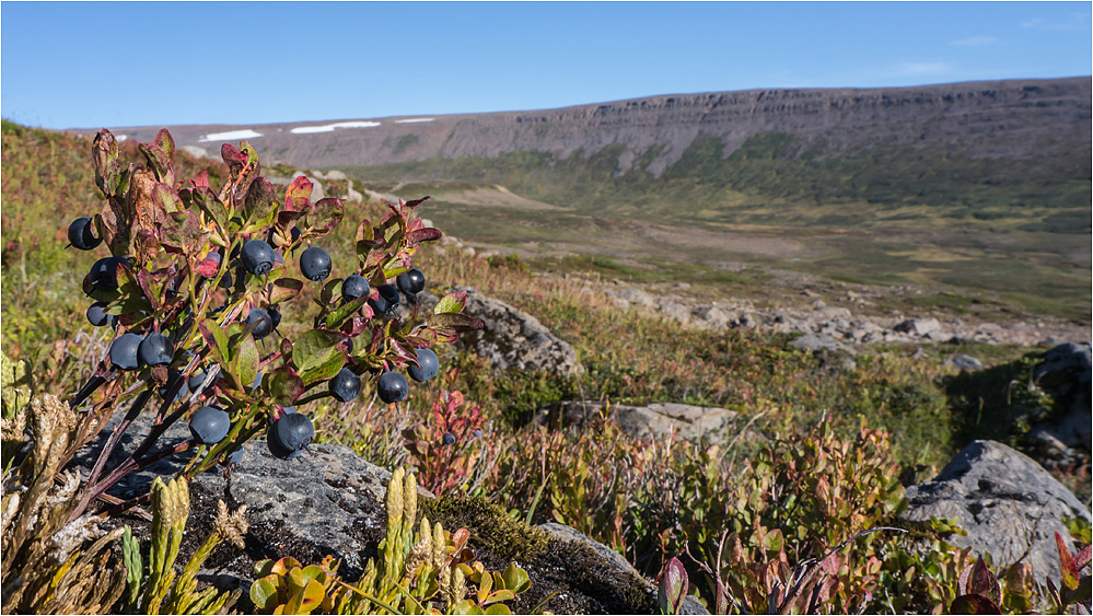 Blaubeeren mit Aussicht...