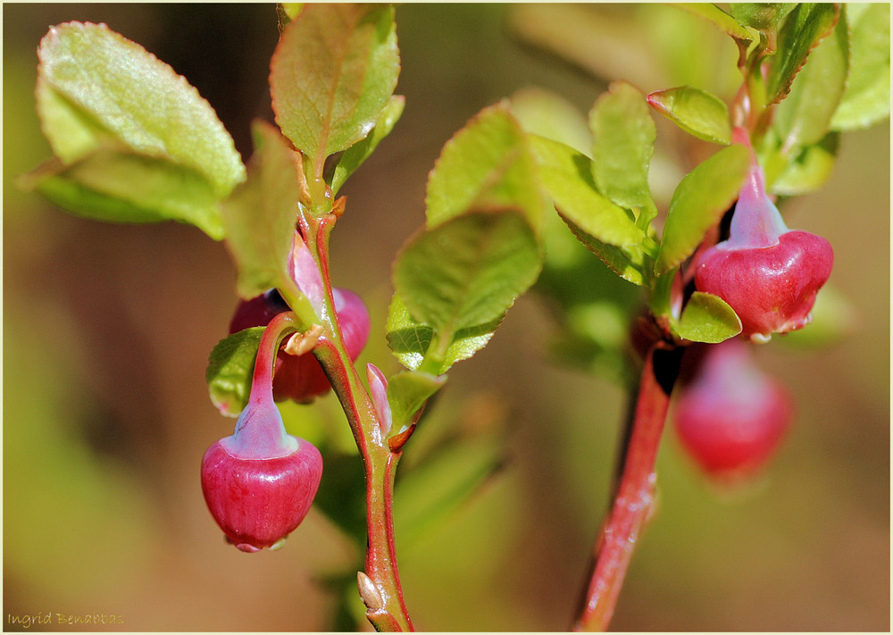 Blaubeeren, sehr unreif