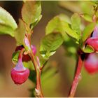 Blaubeeren, sehr unreif