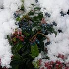 Blaubeeren unter dem neu Schnee :))