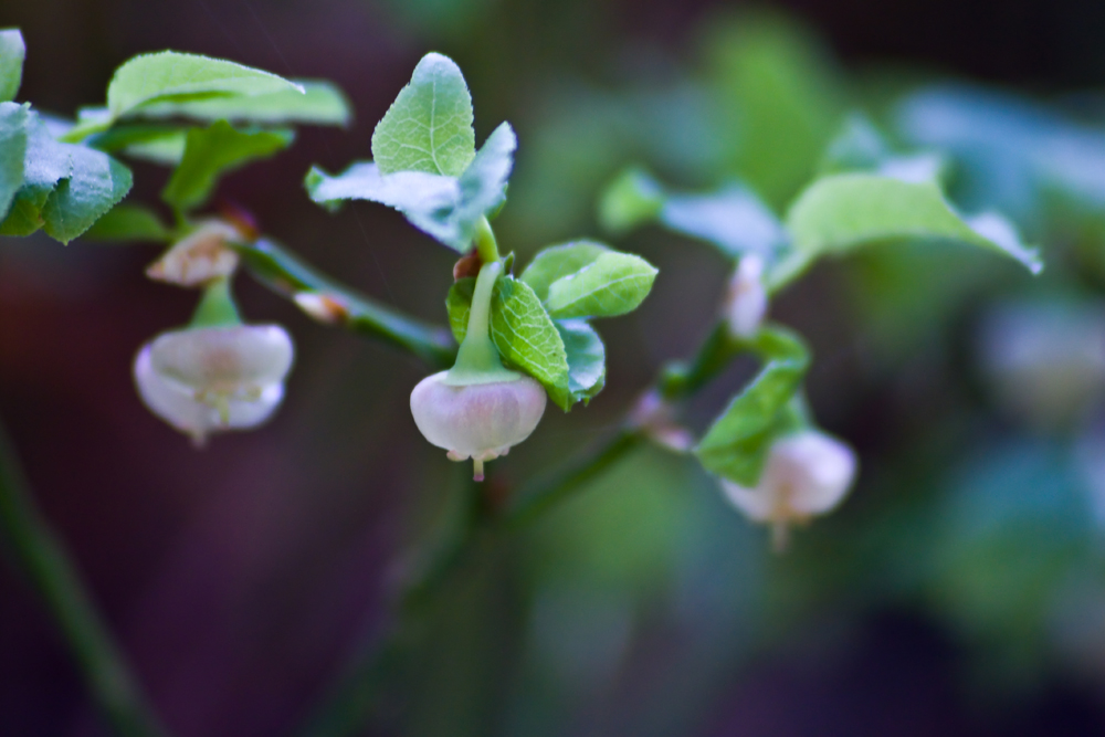 Blaubeerenblume