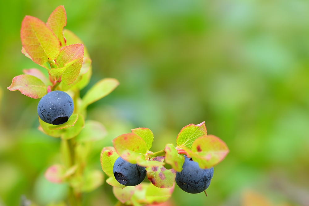 Blaubeerenzeit beginnt in Schweden.