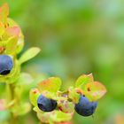 Blaubeerenzeit beginnt in Schweden.