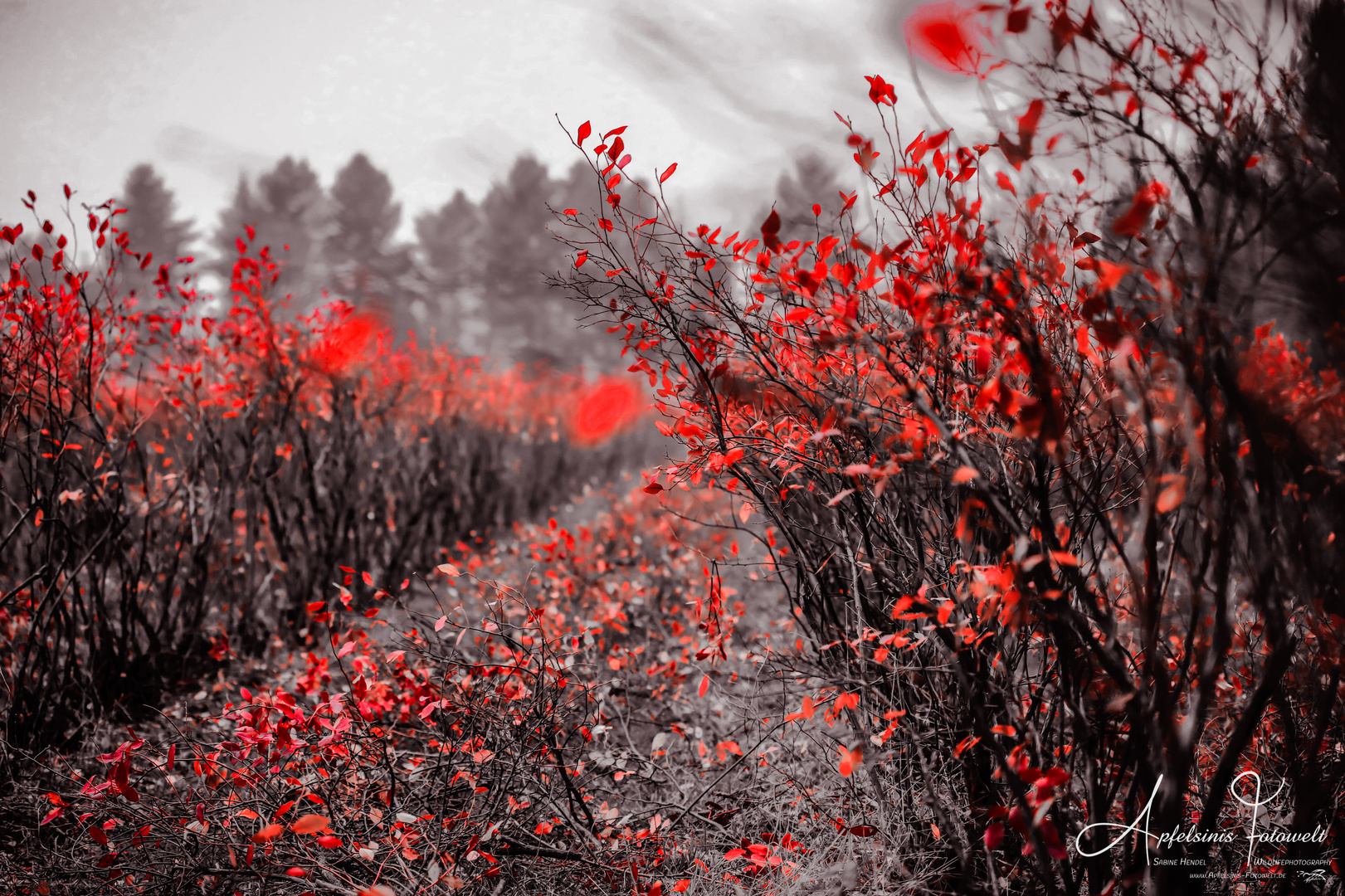 Blaubeerplantagen im Herbst