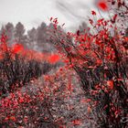 Blaubeerplantagen im Herbst