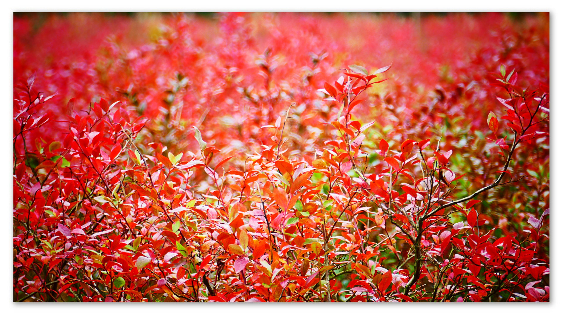 Blaubeersträucher im Herbst