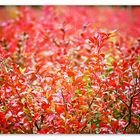 Blaubeersträucher im Herbst