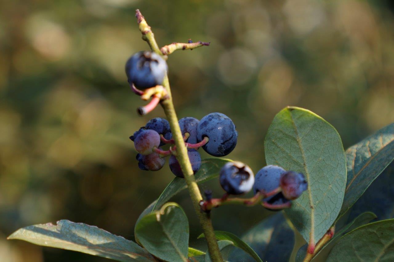 Blaubeerzeit