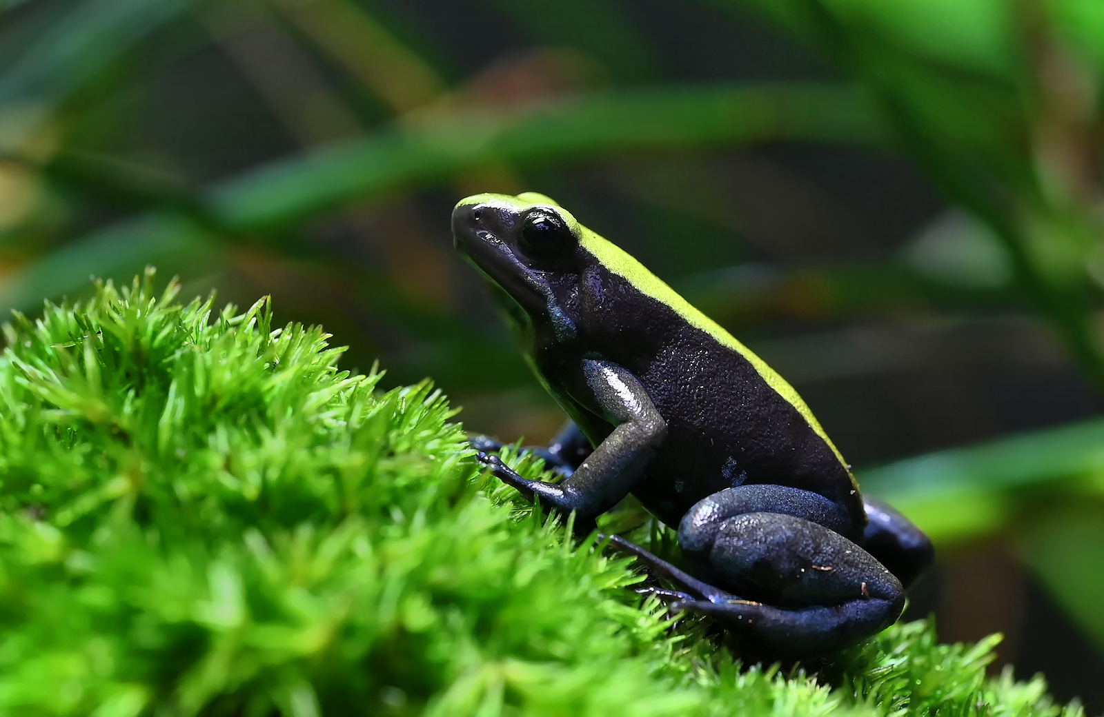 Blaubeiniges Buntfröschchen