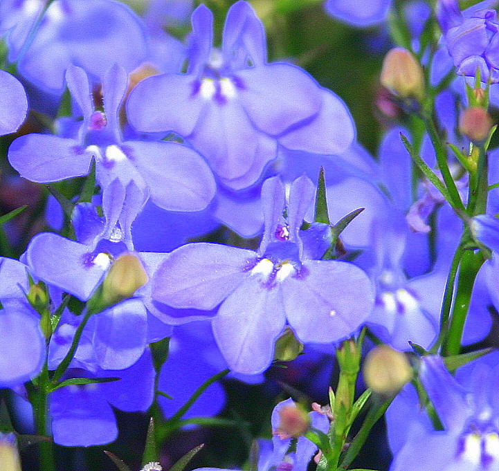 Blau,blau blüht der...