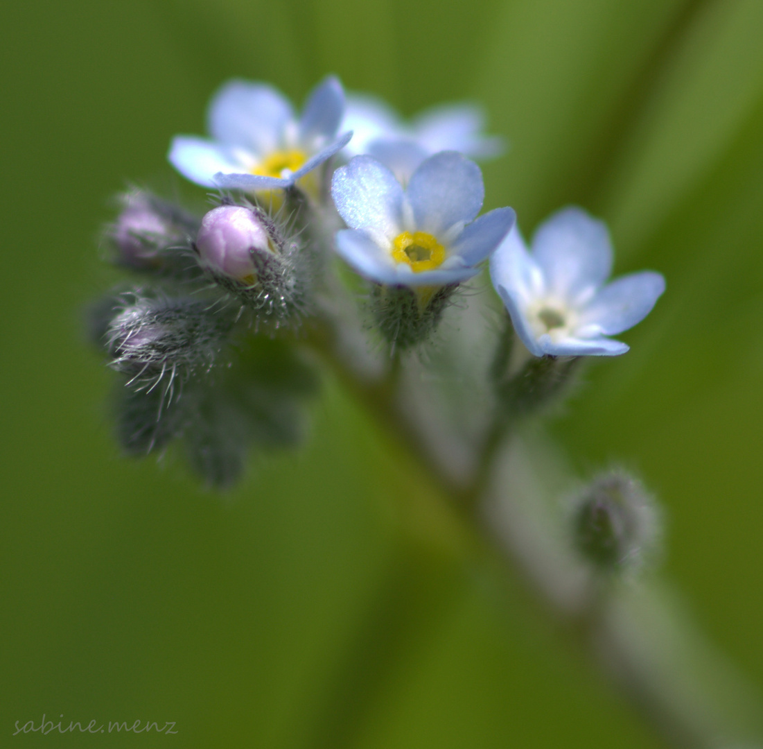 ...blau,blau.blau....