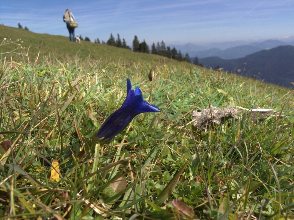 Blaublaublau blüht der Enzian