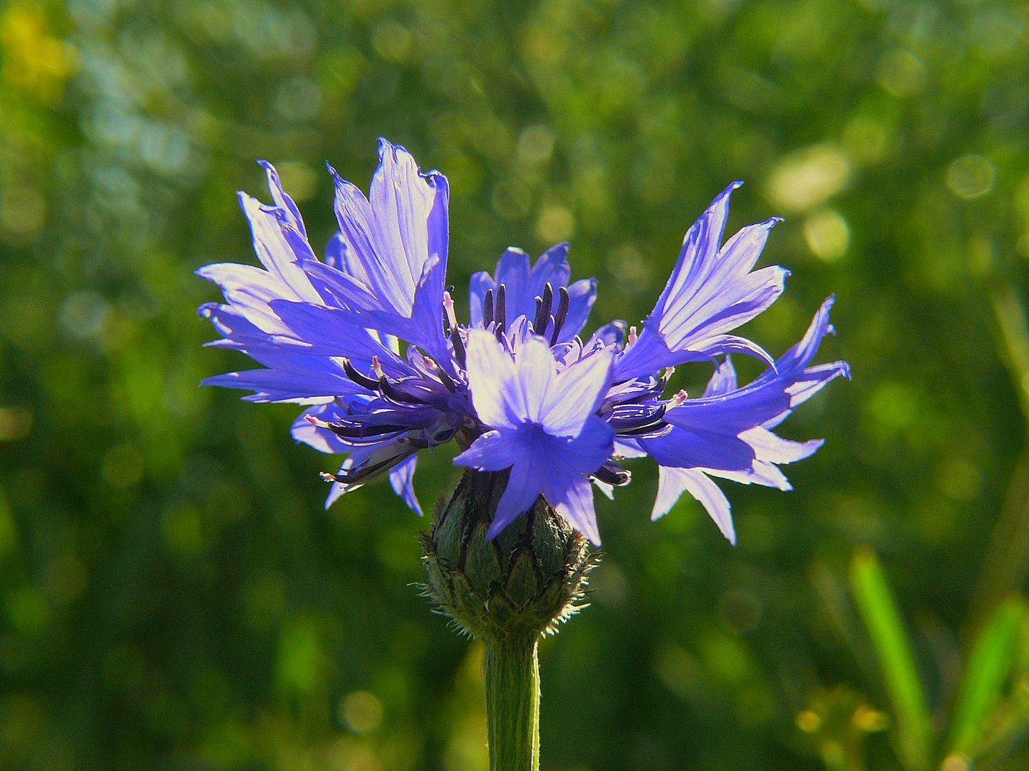 blaublümig - kornblumenblau