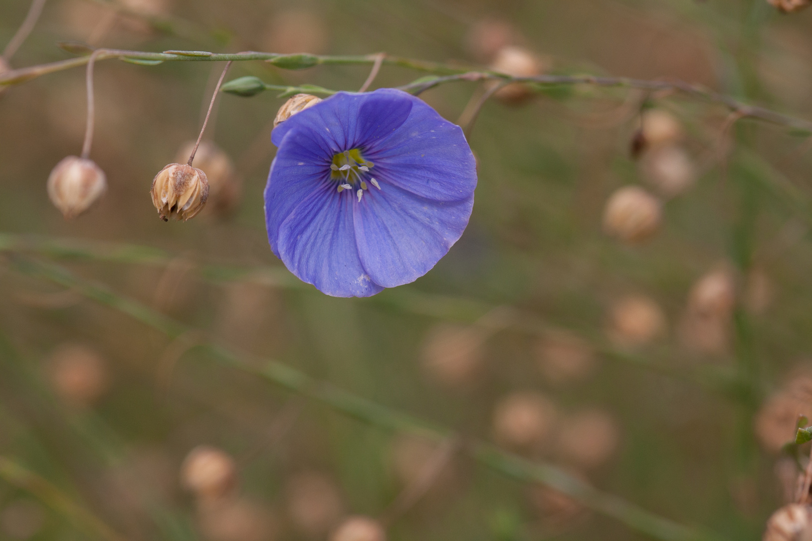 Blaublütig