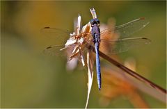 Blaublütig