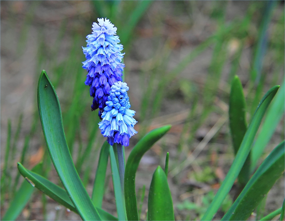 'Blaublütig'