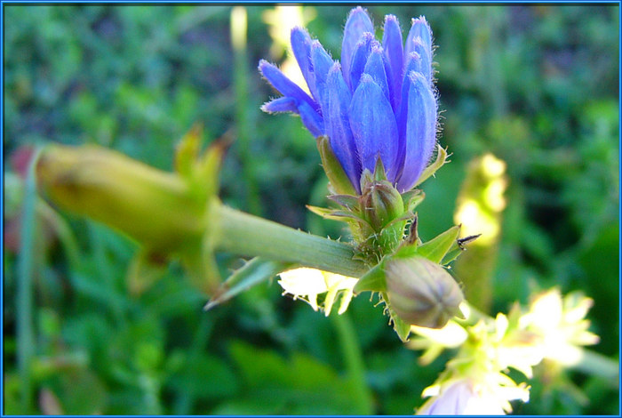 blaublütig