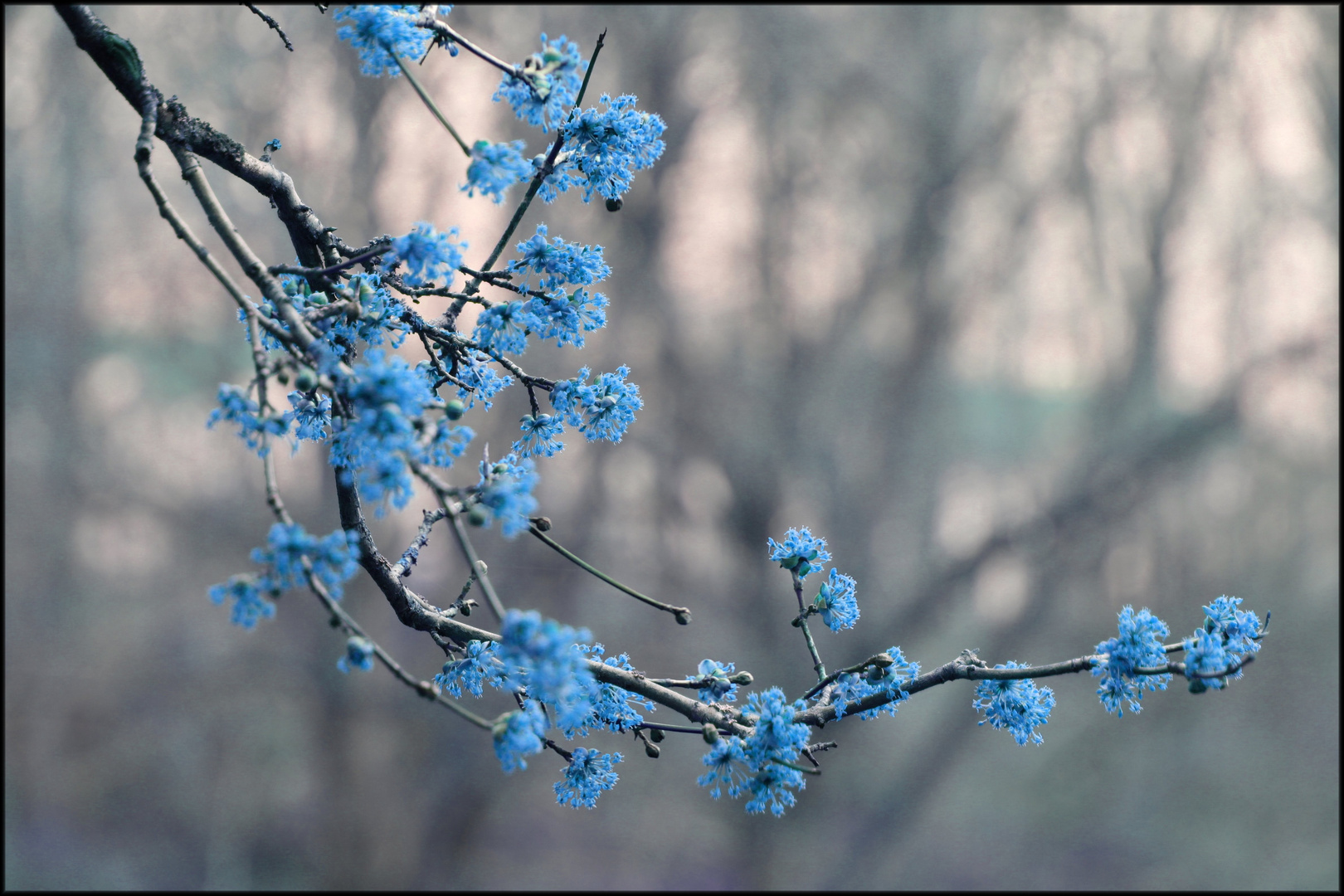 Blaublütig