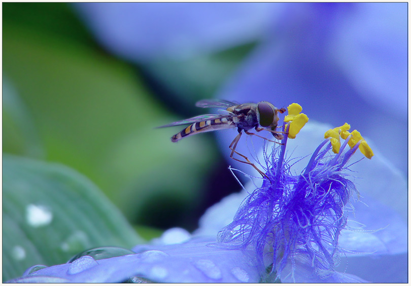 Blaublütig